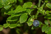David Plant Photography - Wildlife Photography - Bilberry - A