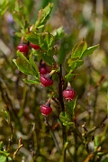 David Plant Photography - Wildlife Photography - Bilberry - B