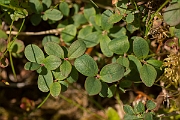 David Plant Photography - Wildlife Photography - Bog bilberry - A
