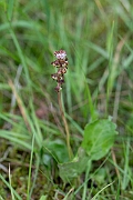 David Plant Photography - Wildlife Photography - Common wintergreen - A
