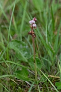 David Plant Photography - Wildlife Photography - Common wintergreen - B
