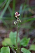 David Plant Photography - Wildlife Photography - Common wintergreen - D