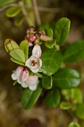 David Plant Photography - Wildlife Photography - Cowberry - B
