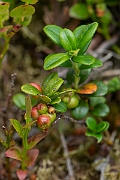 David Plant Photography - Wildlife Photography - Cowberry - E