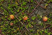 David Plant Photography - Wildlife Photography - Cranberry - A