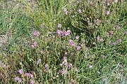 David Plant Photography - Wildlife Photography - Cross-leaved heath - B