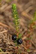 David Plant Photography - Wildlife Photography - Crowberry - C