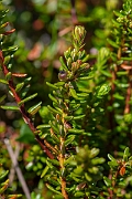 David Plant Photography - Wildlife Photography - Crowberry - D