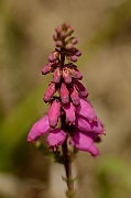 David Plant Photography - Wildlife Photography - Dorset heath - A