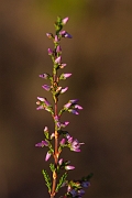 David Plant Photography - Wildlife Photography - Heather - C