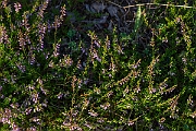David Plant Photography - Wildlife Photography - Heather - D