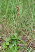 David Plant Photography - Wildlife Photography - Intermediate wintergreen - A