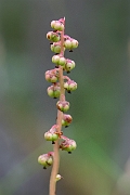 David Plant Photography - Wildlife Photography - Intermediate wintergreen - B