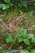 David Plant Photography - Wildlife Photography - Intermediate wintergreen - E
