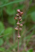 David Plant Photography - Wildlife Photography - Intermediate wintergreen - F