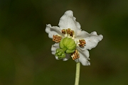 David Plant Photography - Wildlife Photography - One-flowered wintergreen - B