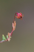 David Plant Photography - Wildlife Photography - Small cranberry - A