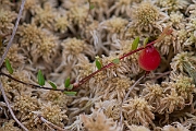 David Plant Photography - Wildlife Photography - Small cranberry - E