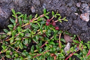 David Plant Photography - Wildlife Photography - Trailing azalea - A