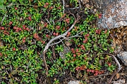 David Plant Photography - Wildlife Photography - Trailing azalea - B