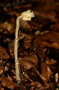 David Plant Photography - Wildlife Photography - Yellow bird's-nest - C