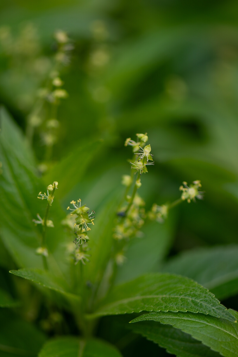 David Plant Photography - Wildlife Photography - Dog's mercury - E.jpg - Dog's mercury, flowers - Cotswolds