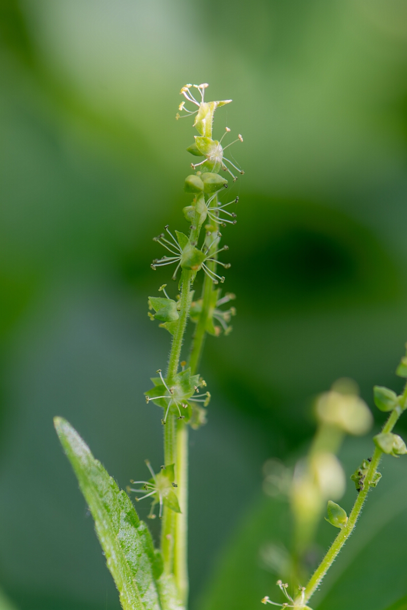 David Plant Photography - Wildlife Photography - Dog's mercury - G.jpg - Dog's mercury, flowers - Cotswolds