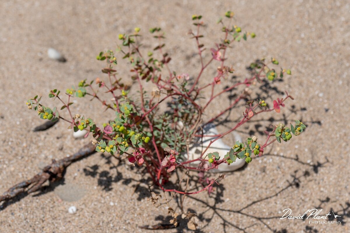 David Plant Photography - Wildlife Photography - Portland spurge - A.jpg - Portland spurge, Euphorbia portlandica - Devon
