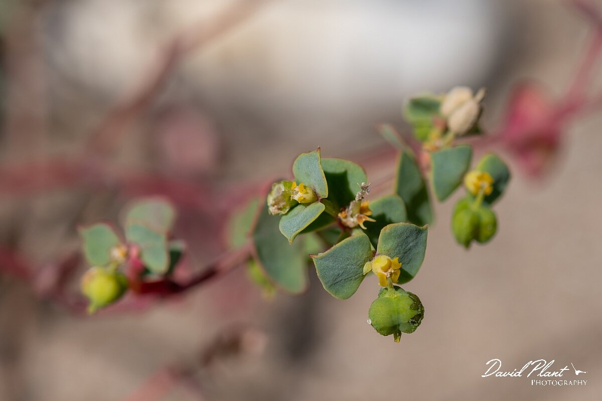 David Plant Photography - Wildlife Photography - Portland spurge - B.jpg - Portland spurge, Euphorbia portlandica - Devon