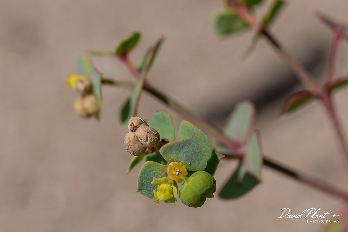 David Plant Photography - Wildlife Photography - Portland spurge - C.jpg - Portland spurge, Euphorbia portlandica - Devon