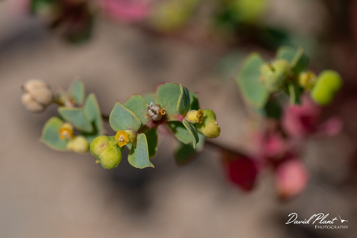 David Plant Photography - Wildlife Photography - Portland spurge - D.jpg - Portland spurge, Euphorbia portlandica - Devon