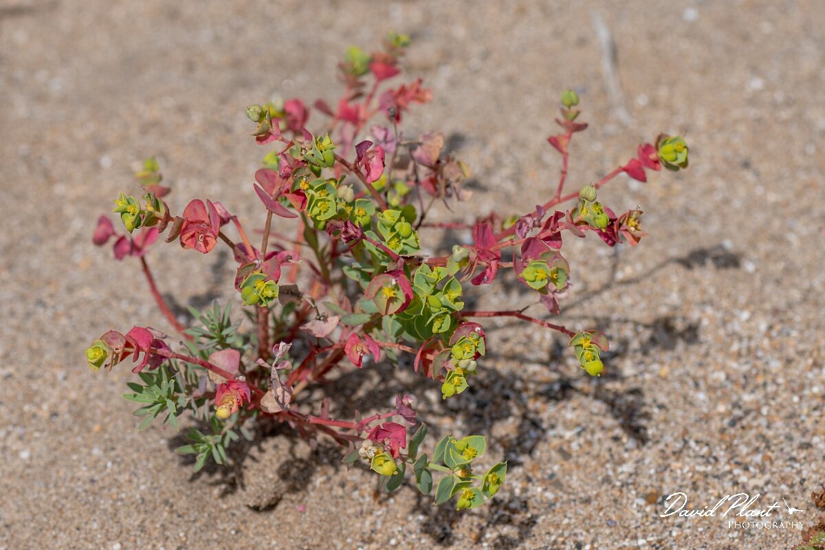 David Plant Photography - Wildlife Photography - Portland spurge - E.jpg - Portland spurge, Euphorbia portlandica - Devon