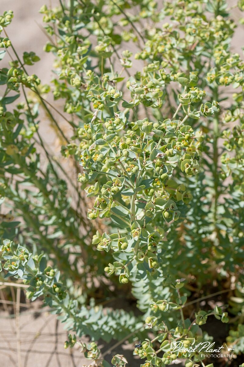 David Plant Photography - Wildlife Photography - Sea spurge - I.jpg - Sea spurge, Euphorbia paralias - Devon