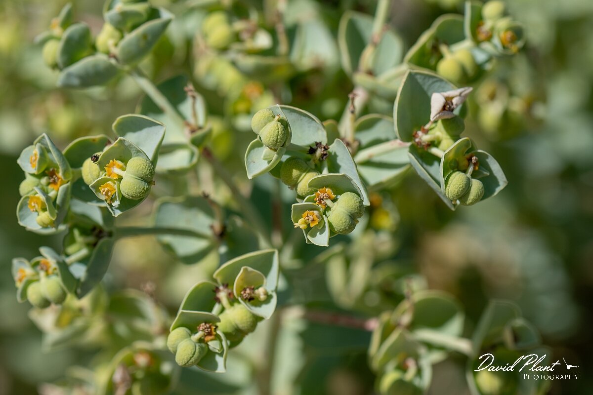 David Plant Photography - Wildlife Photography - Sea spurge - J.jpg - Sea spurge, Euphorbia paralias - Devon