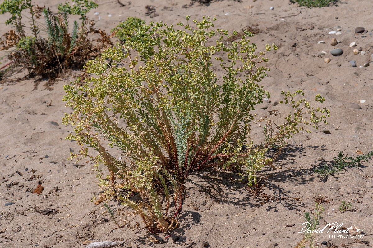 David Plant Photography - Wildlife Photography - Sea spurge - K.jpg - Sea spurge, Euphorbia paralias - Devon
