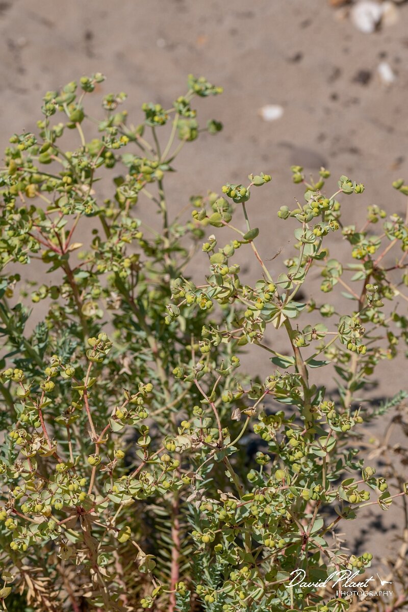 David Plant Photography - Wildlife Photography - Sea spurge - L.jpg - Sea spurge, Euphorbia paralias - Devon