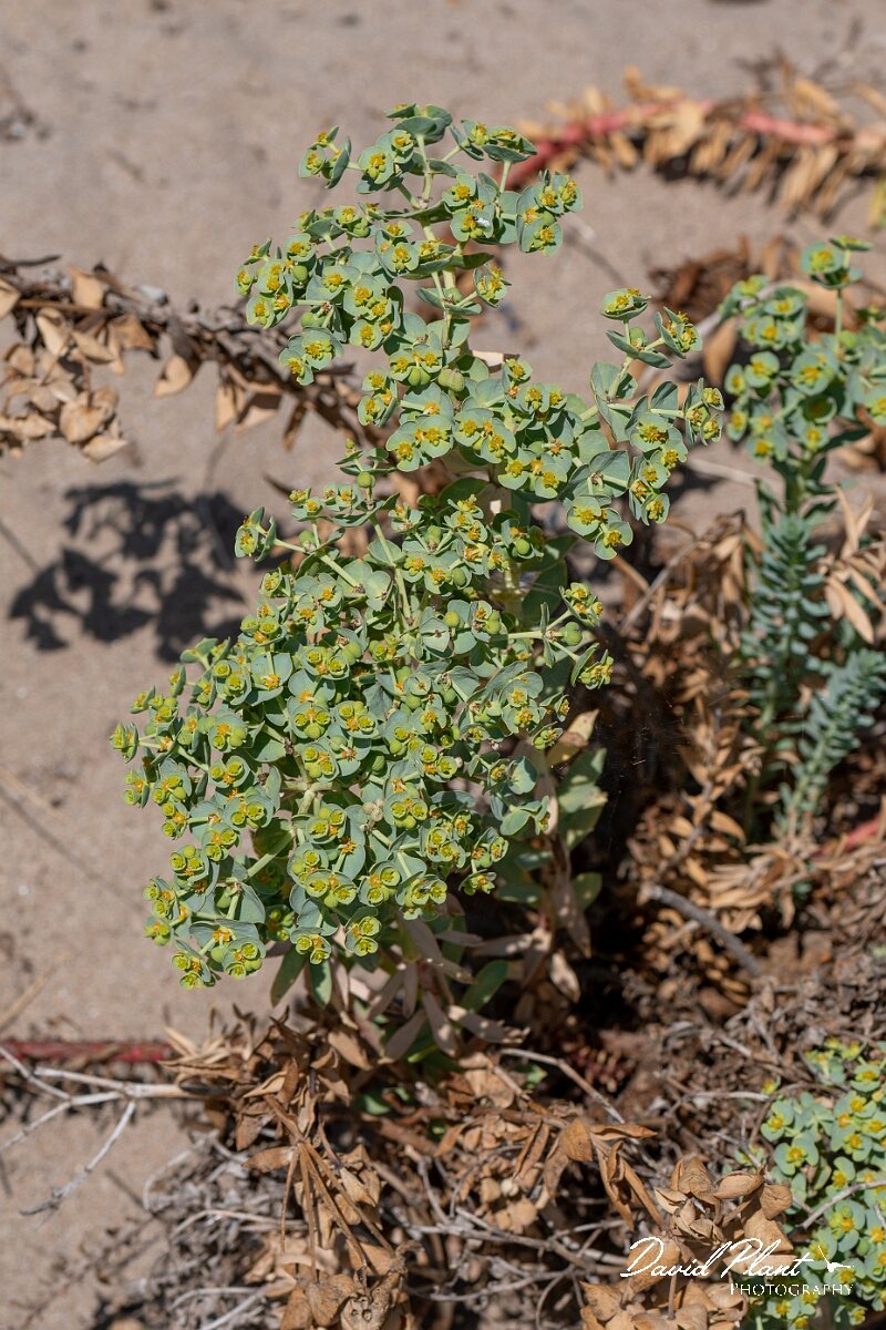 David Plant Photography - Wildlife Photography - Sea spurge - M.jpg - Sea spurge, Euphorbia paralias - Devon