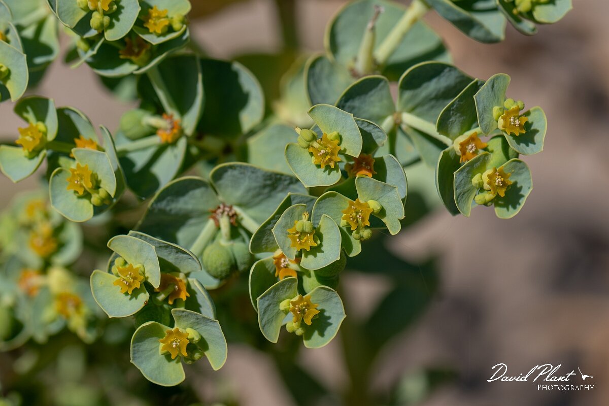 David Plant Photography - Wildlife Photography - Sea spurge - N.jpg - Sea spurge, Euphorbia paralias - Devon
