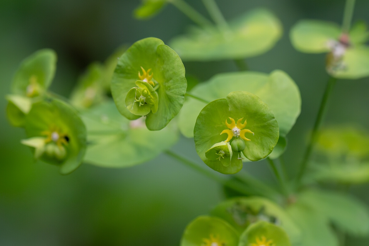 David Plant Photography - Wildlife Photography - Wood spurge - G.jpg - Wood spurge, Euphorbia amygdaloides - North Somerset