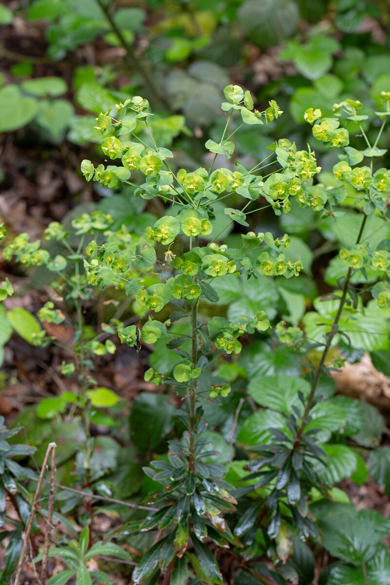 David Plant Photography - Wildlife Photography - Wood spurge - H.jpg - Wood spurge, Euphorbia amygdaloides - North Somerset