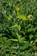David Plant Photography - Wildlife Photography - Caper spurge - C