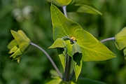 David Plant Photography - Wildlife Photography - Caper spurge - D