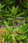 David Plant Photography - Wildlife Photography - Dog's mercury - C