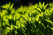 David Plant Photography - Wildlife Photography - Dog's mercury - D