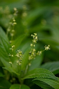 David Plant Photography - Wildlife Photography - Dog's mercury - E