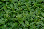 David Plant Photography - Wildlife Photography - Dog's mercury - F