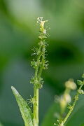 David Plant Photography - Wildlife Photography - Dog's mercury - G