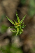 David Plant Photography - Wildlife Photography - Dwarf spurge - A