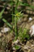 David Plant Photography - Wildlife Photography - Dwarf spurge - B