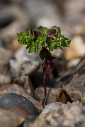 David Plant Photography - Wildlife Photography - Petty spurge - A